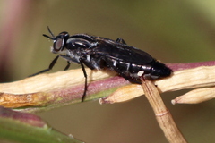 Ozodiceromyia nigrimana