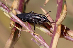 Ozodiceromyia nigrimana
