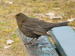 Turdus merula