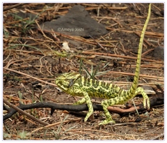 Chamaeleo zeylanicus