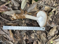 Amanita fuliginea