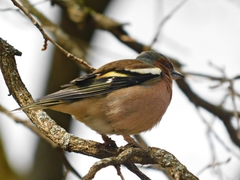 Fringilla coelebs