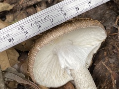 Amanita fuliginea