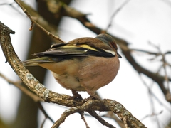Fringilla coelebs