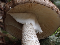 Amanita fuliginea