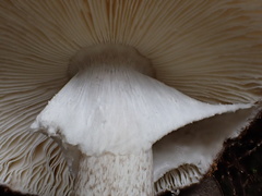 Amanita fuliginea