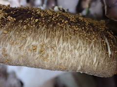 Amanita fuliginea