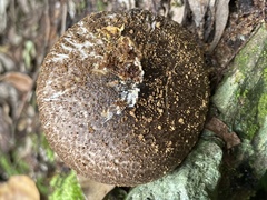Amanita fuliginea