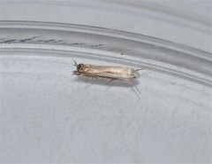 Polyhymno luteostrigella