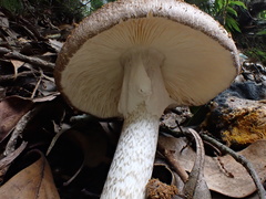 Amanita fuliginea