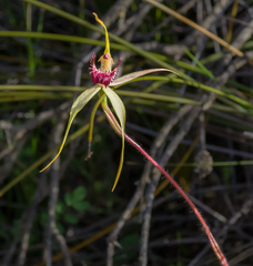 Caladenia decora