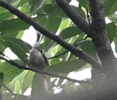 Aegithalos concinnus