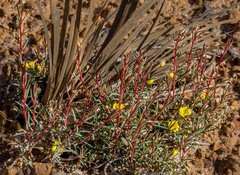 Hibbertia acerosa