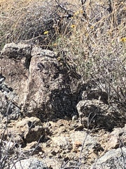 Crotaphytus vestigium