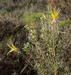 Lambertia inermis
