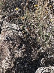 Crotaphytus vestigium