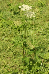 Heracleum sphondylium sphondylium