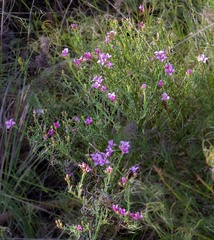 Boronia spathulata