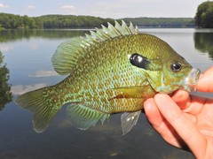 Lepomis auritus × macrochirus
