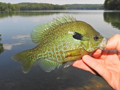 Lepomis auritus × macrochirus