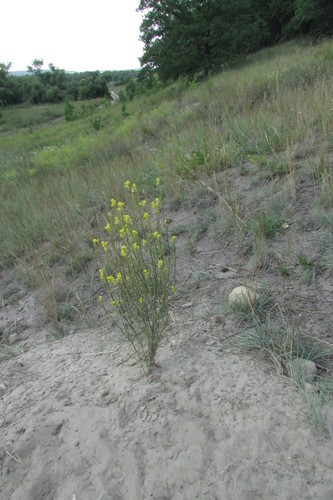 Image of European Wallflower (Erysimum virgatum) by no rights reserved