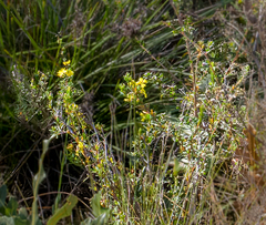 Hibbertia gracilipes