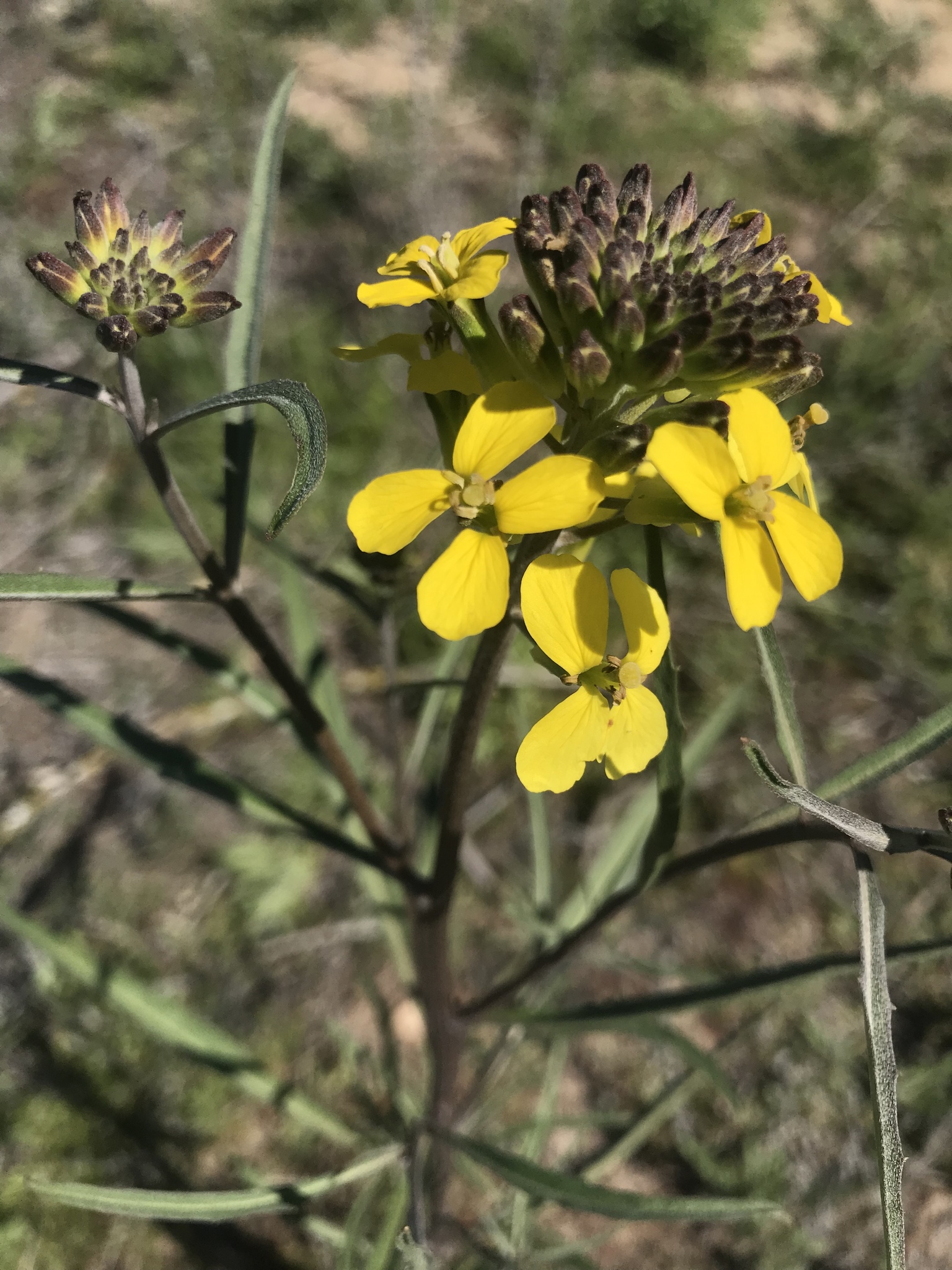 Erysimum ammophilum