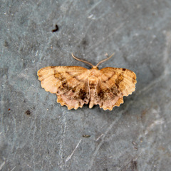 Cepphis armataria