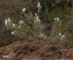 Hakea commutata