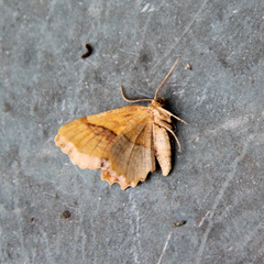 Cepphis armataria