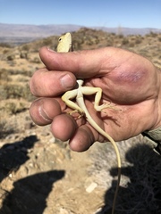 Crotaphytus vestigium