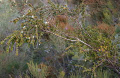 Acacia phlebopetala