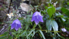 Adenophora morrisonensis