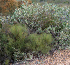 Adenanthos cuneatus