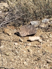 Crotaphytus vestigium