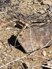 Crotaphytus vestigium