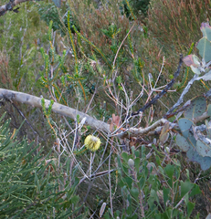 Banksia pulchella