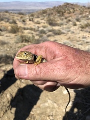 Crotaphytus vestigium