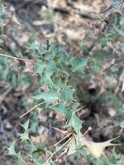Berberis higginsiae