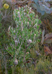 Isopogon trilobus