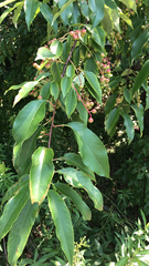 Prunus serotina