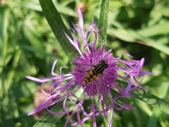 Helophilus pendulus