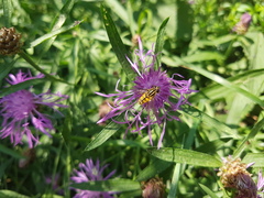 Helophilus pendulus