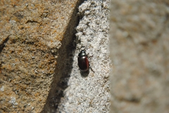Chrysolina marginata