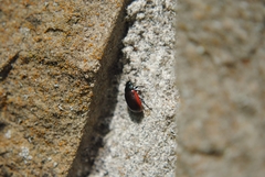 Chrysolina marginata
