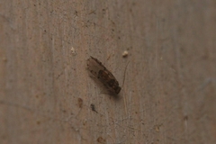 Ectopsocus petersi