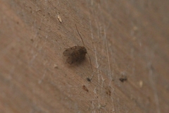 Ectopsocus petersi