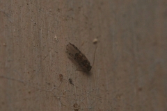 Ectopsocus petersi