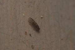 Ectopsocus petersi