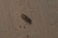 Ectopsocus petersi